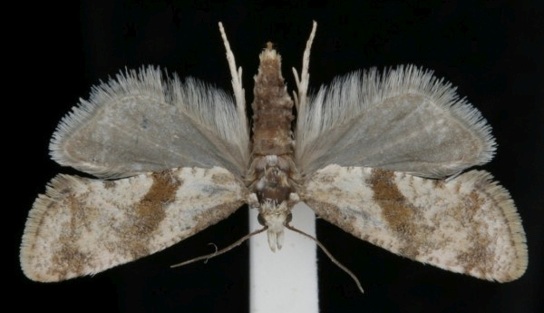 Cochylidia implicitana Cochylidia implicitana