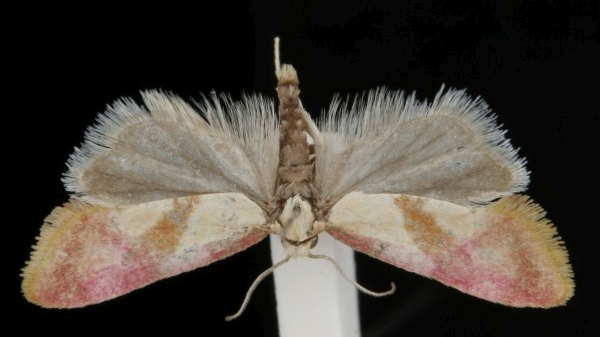 Cochylis flaviciliana Cochylis flaviciliana