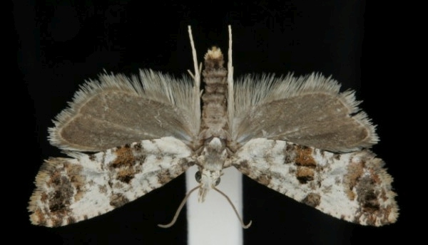 Cochylis hybridella Cochylis hybridella