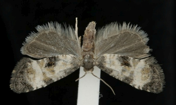 Cochylis dubitana Cochylis dubitana