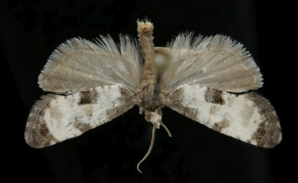 Cochylis dubitana Cochylis dubitana