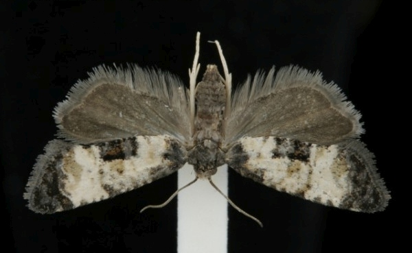 Cochylis dubitana