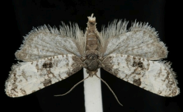 Cochylis atricapitana Cochylis atricapitana