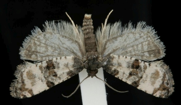 Cochylis atricapitana Cochylis atricapitana