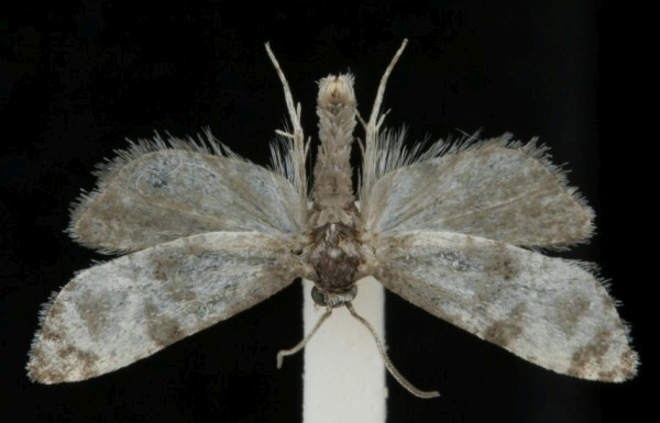 Cochylis pallidana Cochylis pallidana