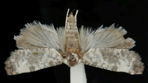 Cochylis posterana Cochylis posterana