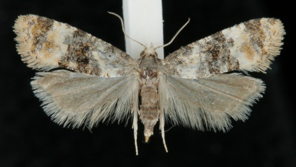 Cochylis nana Cochylis nana