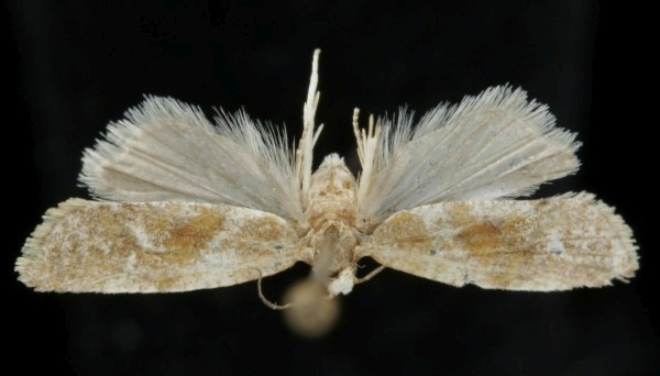 Falseuncaria ruficiliana Falseuncaria ruficiliana