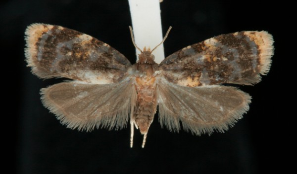 Spatalistis bifasciana Spatalistis bifasciana