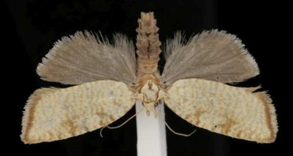 Aleimma loeflingiana Aleimma loeflingiana