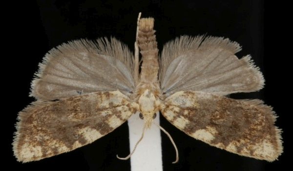 Aleimma loeflingiana Aleimma loeflingiana