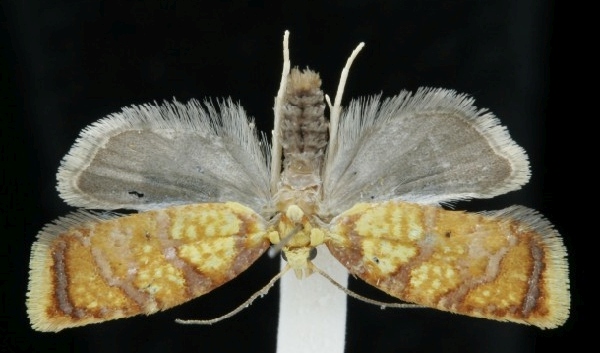 Acleris bergmanniana
