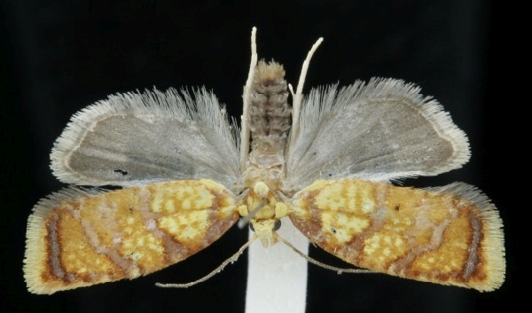 Acleris bergmanniana Acleris bergmanniana