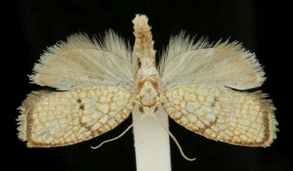 Acleris forsskaleana Acleris forsskaleana