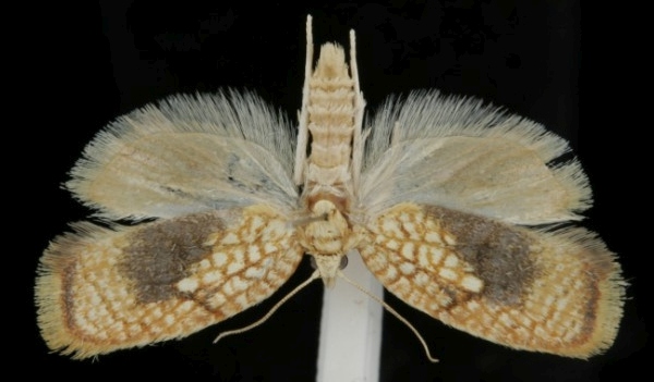 Acleris forsskaleana Acleris forsskaleana