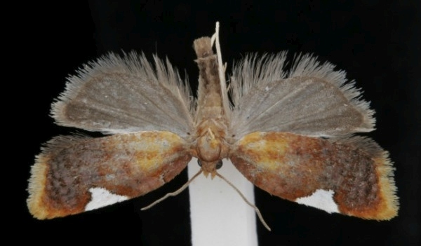 Acleris holmiana Acleris holmiana