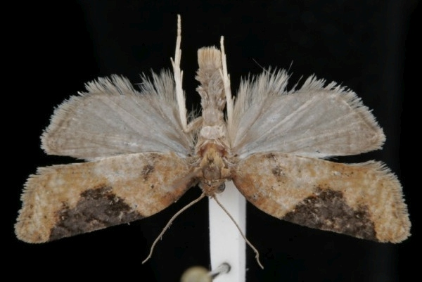 Acleris laterana Acleris laterana
