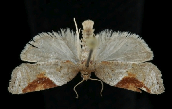 Acleris laterana Acleris laterana