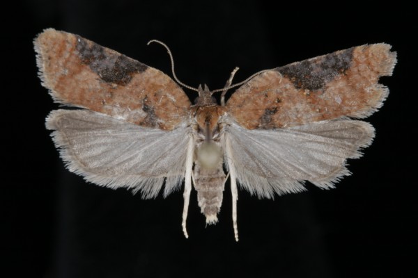 Acleris laterana Acleris laterana