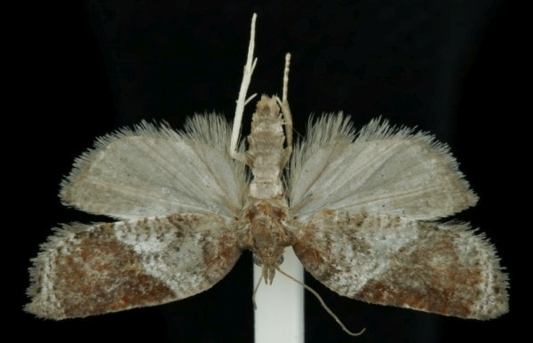 Acleris laterana Acleris laterana