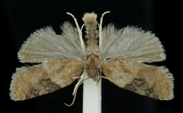 Acleris comariana Acleris comariana