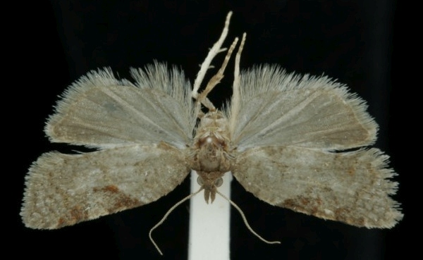 Acleris comariana Acleris comariana