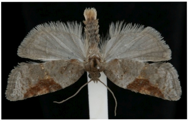 Acleris comariana Acleris comariana