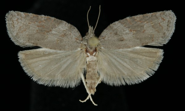Acleris sparsana Acleris sparsana