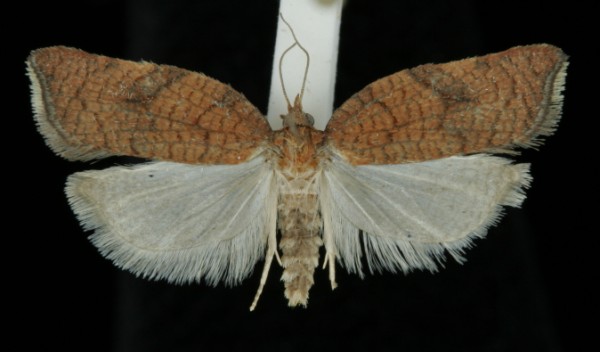 Acleris rhombana Acleris rhombana