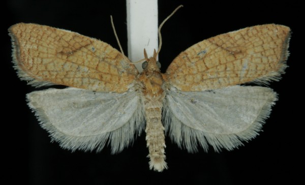 Acleris rhombana Acleris rhombana