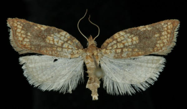 Acleris rhombana Acleris rhombana