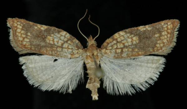 Acleris rhombana