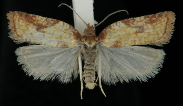 Acleris aspersana Acleris aspersana