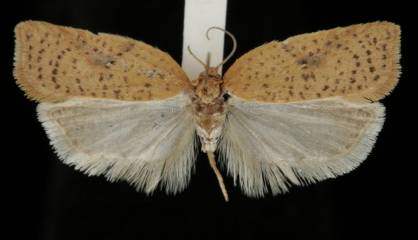 Acleris ferrugana Acleris ferrugana
