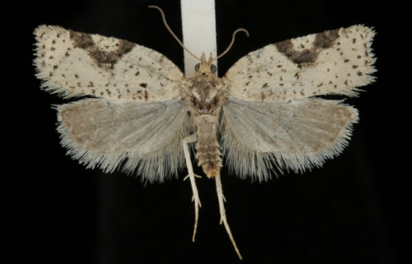 Acleris ferrugana Acleris ferrugana