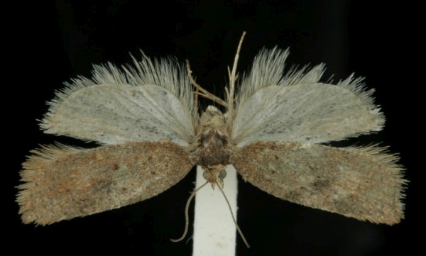 Acleris ferrugana Acleris ferrugana