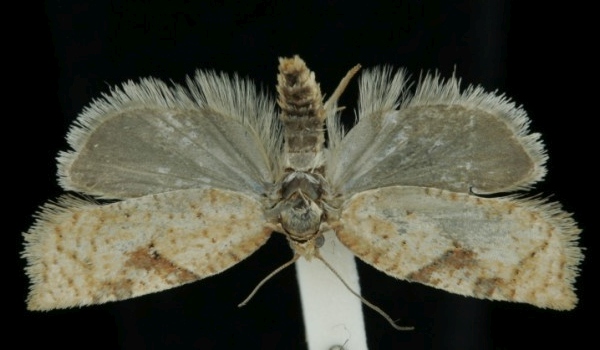 Acleris notana