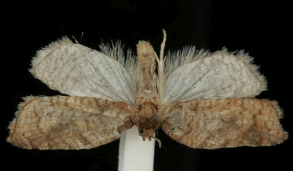 Acleris shepherdana Acleris shepherdana