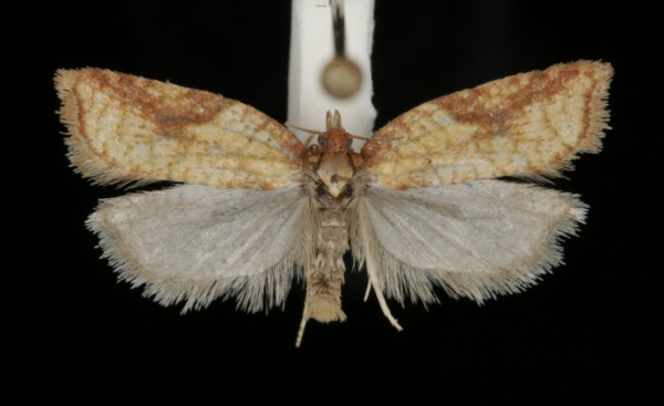 Acleris shepherdana Acleris shepherdana
