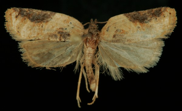 Acleris schalleriana Acleris schalleriana