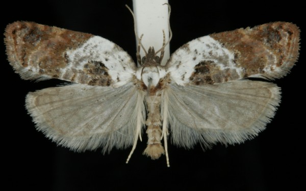 Acleris variegana Acleris variegana