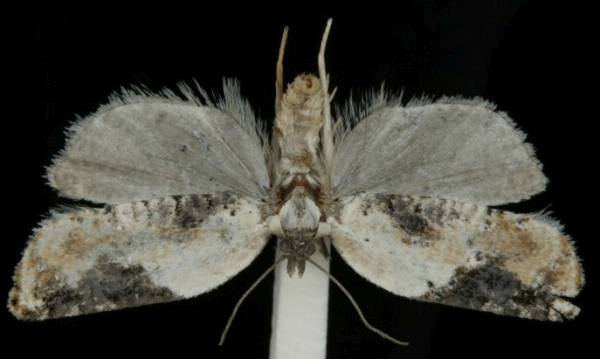 Acleris variegana Acleris variegana