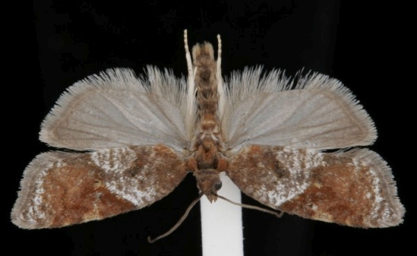 Acleris variegana