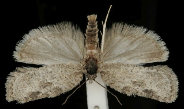 Acleris kochiella Acleris kochiella