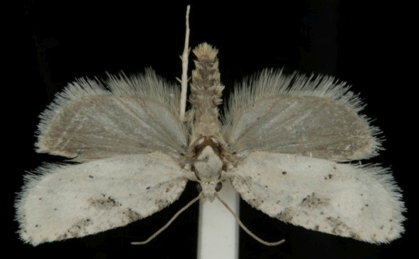 Acleris kochiella Acleris kochiella