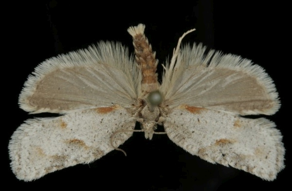 Acleris logiana Acleris logiana