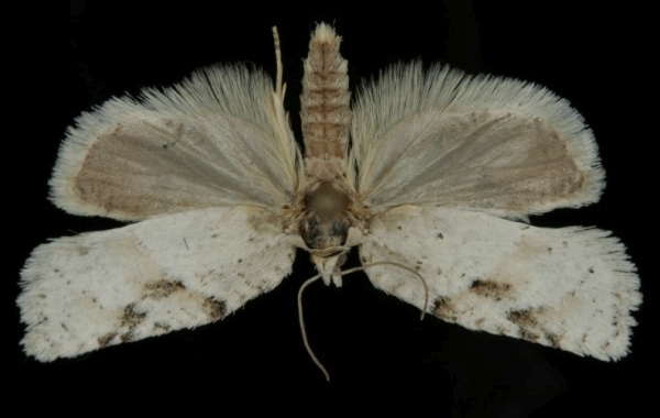 Acleris logiana Acleris logiana