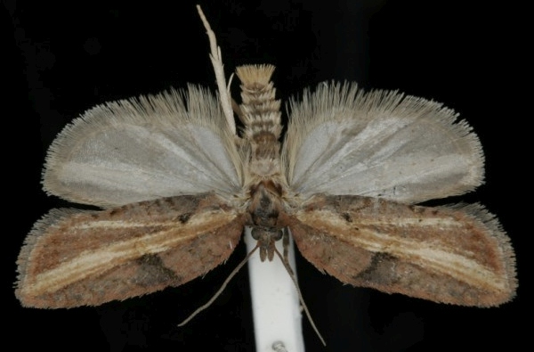 Acleris hastiana Acleris hastiana