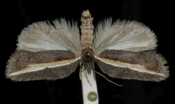 Acleris hastiana Acleris hastiana