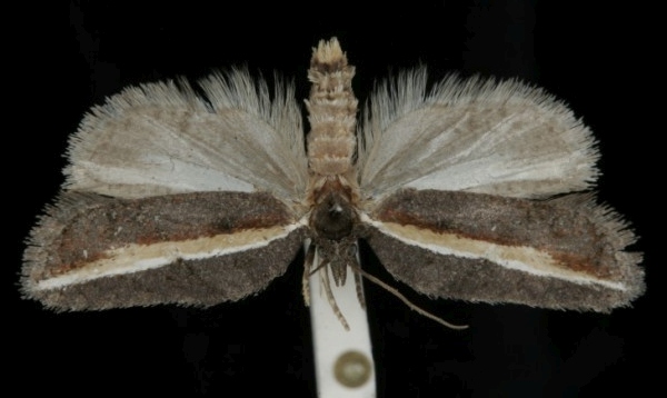 Acleris hastiana